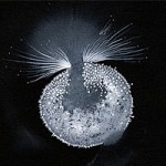 La Datcha inkblots