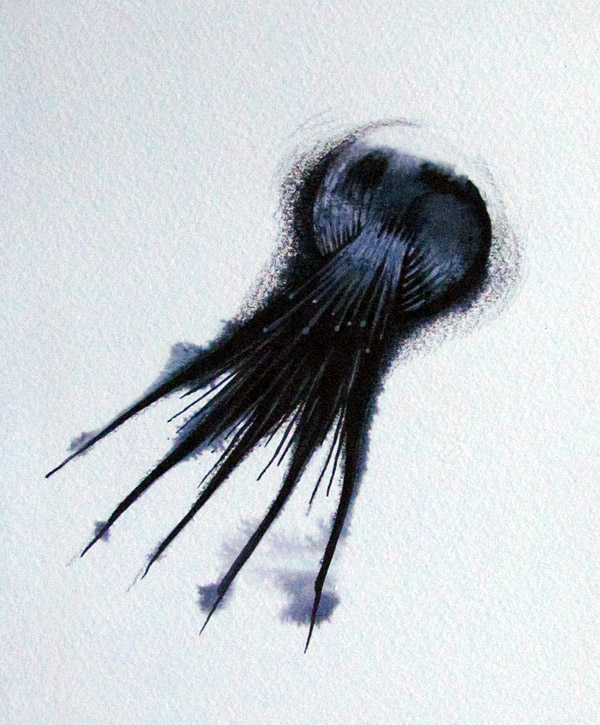 Pieuvre Pieuvre - Octopus