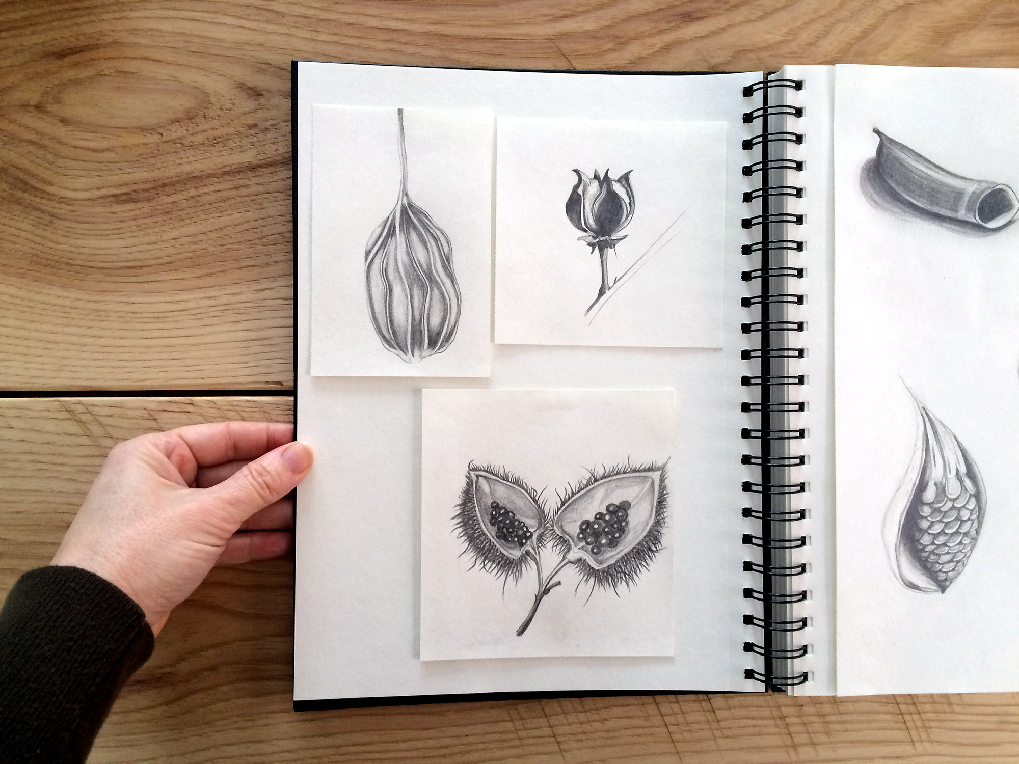 Hello Every Sunday, week four: Pods and seeds