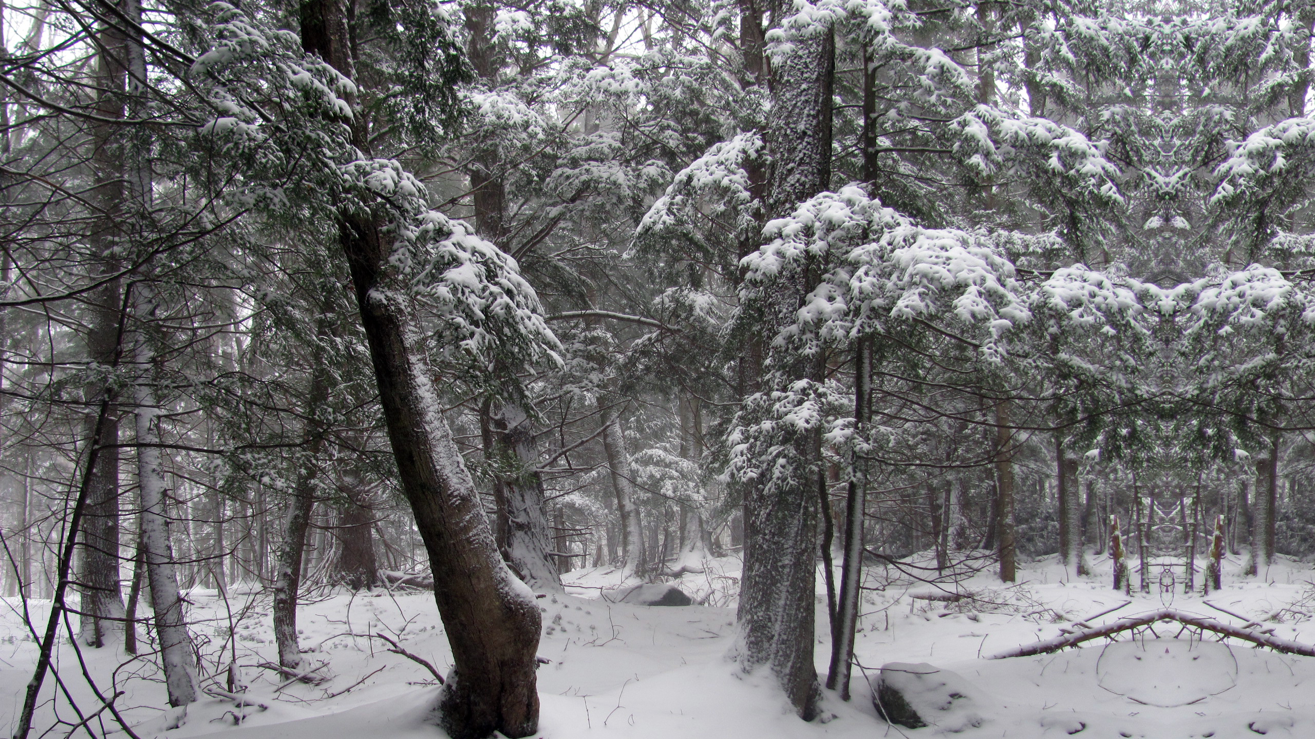 Snow in the woods, Sutton (Quebec)